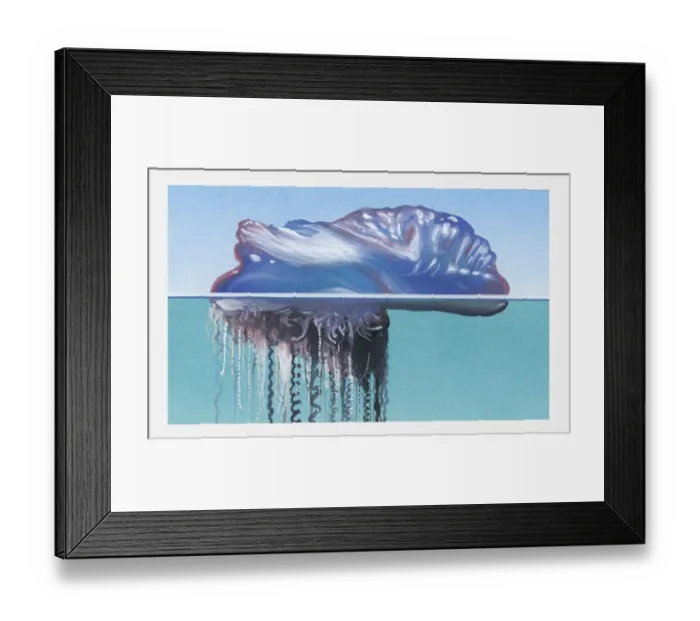 Framed Print : Illustration of Portuguese Man O War (Physalia physalis) in sea Framed Print : Illustration of Portuguese Man O War (Physalia physalis) in sea