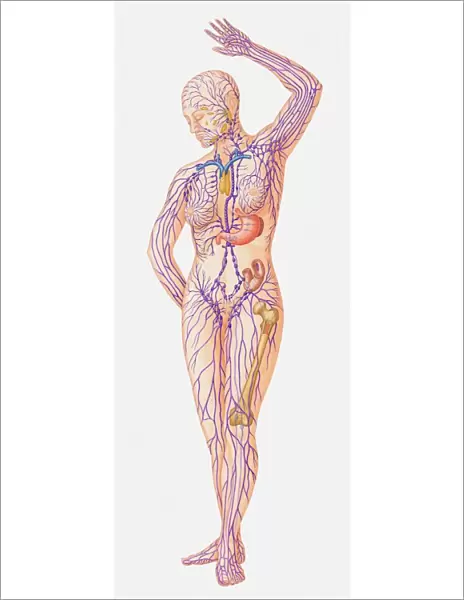 Illustration of female lymphatic system
