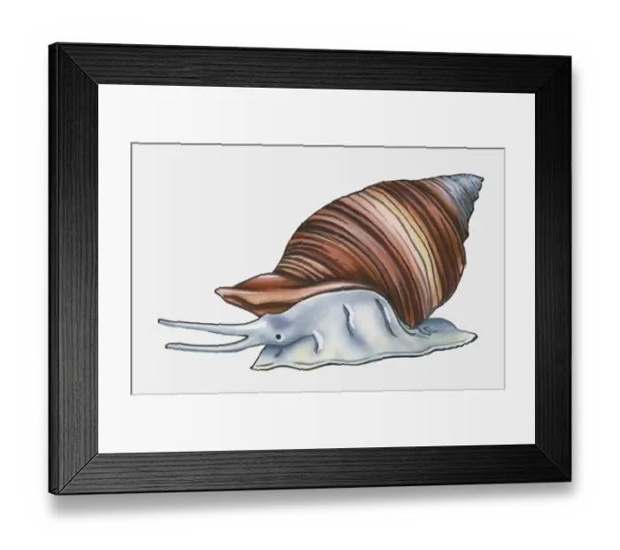Framed Print : Illustration of common bithynia (Bithynia tentaculata) Framed Print : Illustration of common bithynia (Bithynia tentaculata)