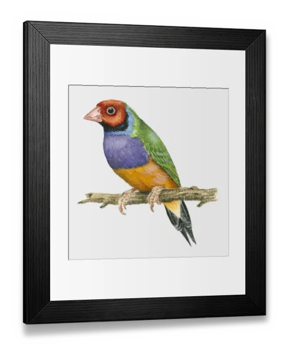 Framed Print : Illustration of a Gouldian finch (Chloebia gouldiae) perching on a branch Framed Print : Illustration of a Gouldian finch (Chloebia gouldiae) perching on a branch