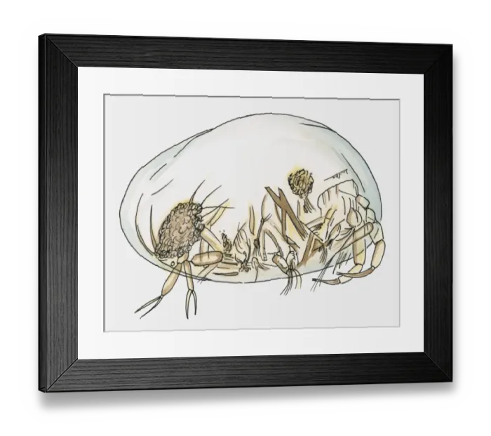 Framed Print : Illustration of Sea Shrimp (Ostracod) Framed Print : Illustration of Sea Shrimp (Ostracod)