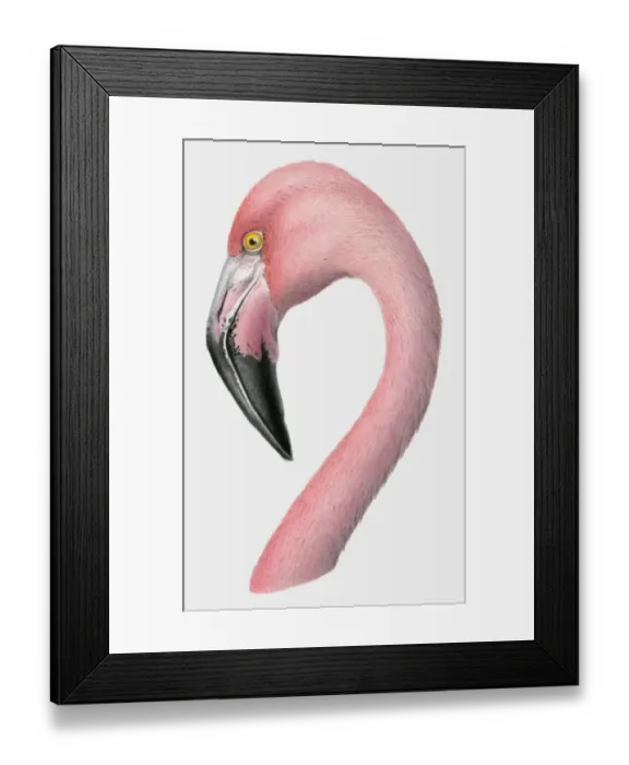 Framed Print : Illustration of the head of a Greater flamingo (Phoenicopterus roseus)