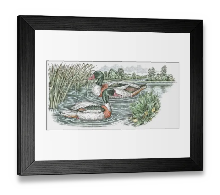Framed Print : Illustration of two male Mallard (Anas platyrhynchos) ducks swimming on pond Framed Print : Illustration of two male Mallard (Anas platyrhynchos) ducks swimming on pond