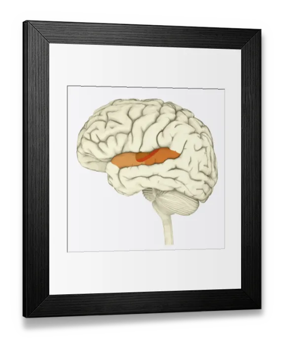 Framed Print : Digital illustration of human brain with primary auditory cortex highlighted in orange and red