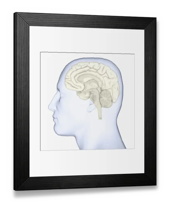 Framed Print : Digital illustration of head in profile showing brain Framed Print : Digital illustration of head in profile showing brain