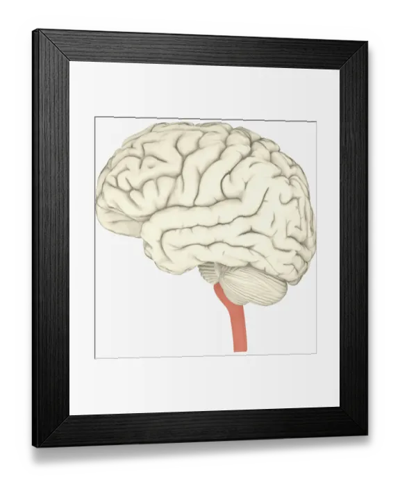 Framed Print : Digital illustration of human brain with spine highlighted in pink Framed Print : Digital illustration of human brain with spine highlighted in pink