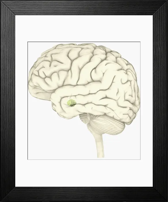 Framed Print : Digital illustration of amygdala in human brain Framed Print : Digital illustration of amygdala in human brain