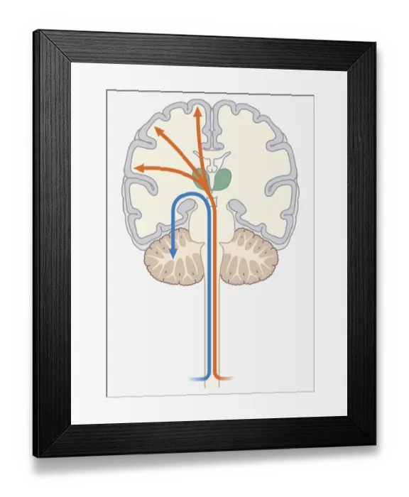 Framed Print : Digital illustration of unconscious and conscious pathways in human brain passing through thalamus ending in parietal lobe of cortex Framed Print : Digital illustration of unconscious and conscious pathways in human brain passing through thalamus ending in parietal lobe of cortex