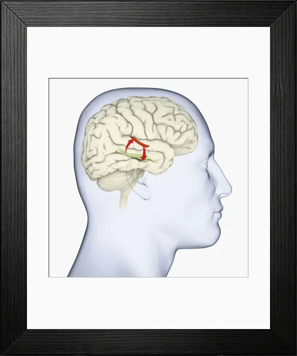 Framed Print : Digital illustration of head in profile showing auditory cortex (red), and hippocampus (green) and direction of signals in brain Framed Print : Digital illustration of head in profile showing auditory cortex (red), and hippocampus (green) and direction of signals in brain