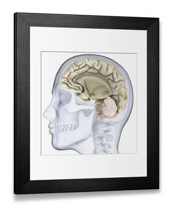 Framed Print : Digital illustration of head in profile showing skull, brain and spine Framed Print : Digital illustration of head in profile showing skull, brain and spine