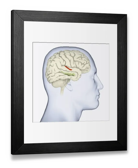 Framed Print : Digital illustration of head in profile showing hippocampus and amygdala (green), and auditory area (red) in brain Framed Print : Digital illustration of head in profile showing hippocampus and amygdala (green), and auditory area (red) in brain
