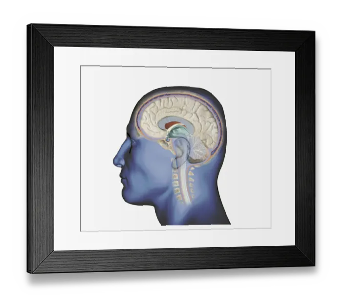 Framed Print : Digital illustration of head in profile showing brain and spine Framed Print : Digital illustration of head in profile showing brain and spine