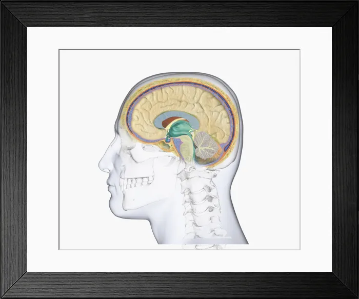 Framed Print : Digital illustration of head in profile showing skull, brain, and spine Framed Print : Digital illustration of head in profile showing skull, brain, and spine