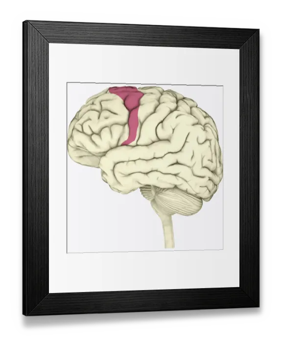 Framed Print : Digital illustration of premotor cortex involved in decision making highlighted in pink in human brain Framed Print : Digital illustration of premotor cortex involved in decision making highlighted in pink in human brain