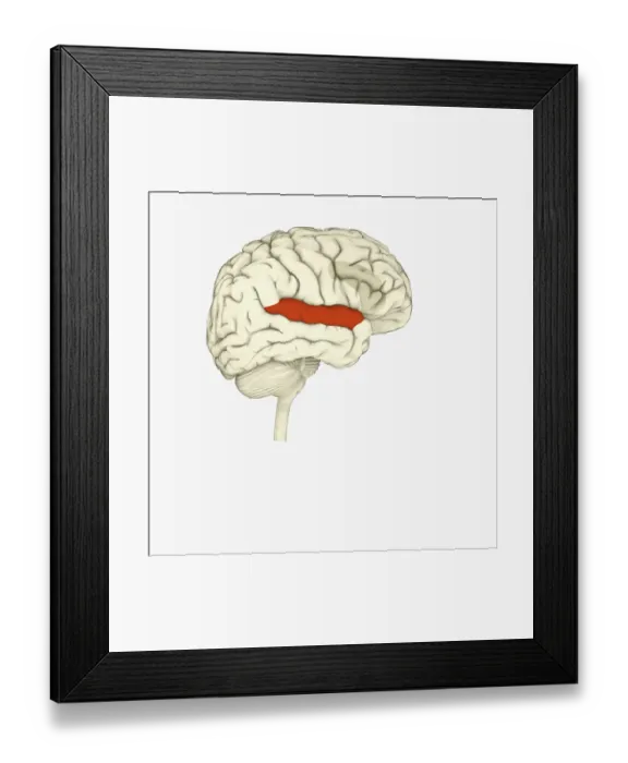 Framed Print : Digital illustration of right superior temporal sulcas, and anterior cingulate cortex highlighted in red and grey in human brain