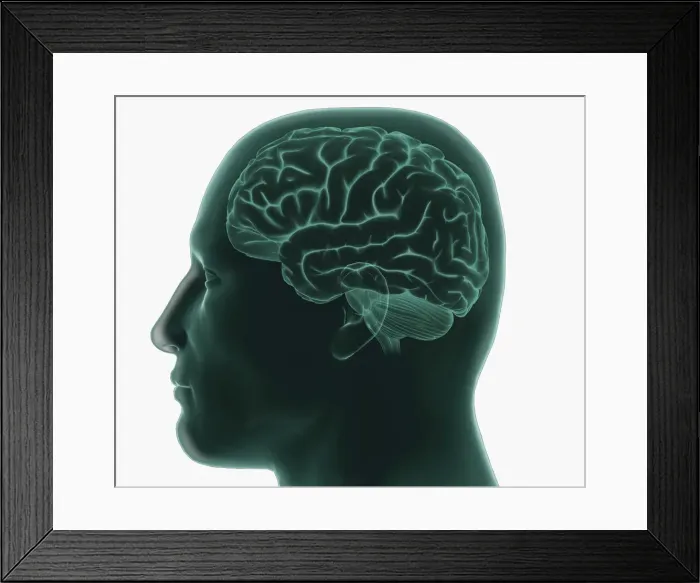 Framed Print : Digital illustration of human head in profile showing brain