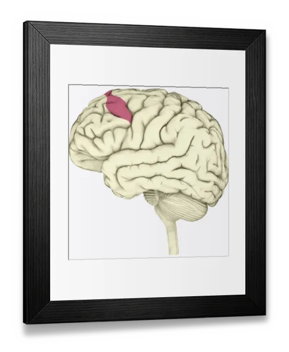 Framed Print : Digital illustration of premotor cortex involved in decision making highlighted in pink in human brain Framed Print : Digital illustration of premotor cortex involved in decision making highlighted in pink in human brain