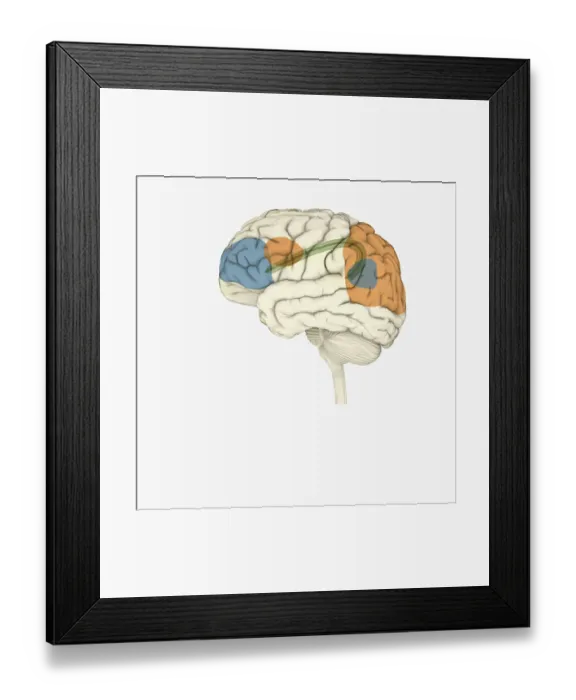 Framed Print : Digital illustration of frontal lobe and parietal lobe areas (orange) in left hemispheres (blue), and pathway of data from parietal lobe to frontal lobe (green) in human brain Framed Print : Digital illustration of frontal lobe and parietal lobe areas (orange) in left hemispheres (blue), and pathway of data from parietal lobe to frontal lobe (green) in human brain