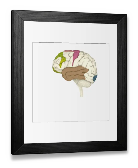 Framed Print : Digital illustration of crucial parts of highlighted in human brain Framed Print : Digital illustration of crucial parts of highlighted in human brain