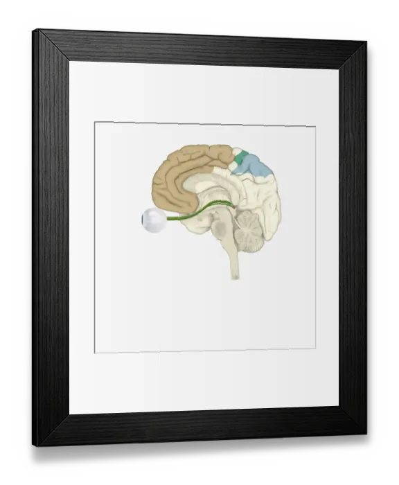 Framed Print : Digital illustration of various areas of cortex in human brain receiving input from sense organs Framed Print : Digital illustration of various areas of cortex in human brain receiving input from sense organs