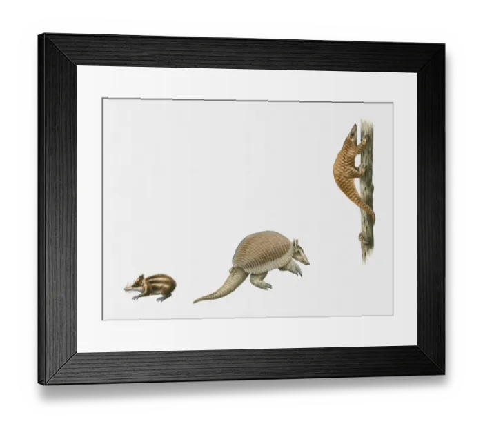 Framed Print : Sequence of illustrations of Lowland Streaked Tenrec (Hemicentetes semispinosus), Giant Armadillo (Priodontes maximus), and Tree Pangolin (Manis tricuspis) Framed Print : Sequence of illustrations of Lowland Streaked Tenrec (Hemicentetes semispinosus), Giant Armadillo (Priodontes maximus), and Tree Pangolin (Manis tricuspis)