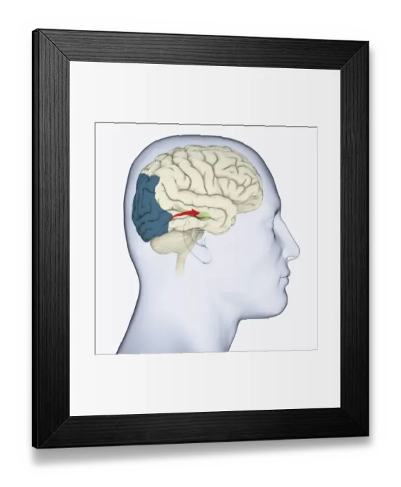 Framed Print : Digital illustration of head in profile showing direction of sensory signals from visual cortex to hippocampus in brain Framed Print : Digital illustration of head in profile showing direction of sensory signals from visual cortex to hippocampus in brain
