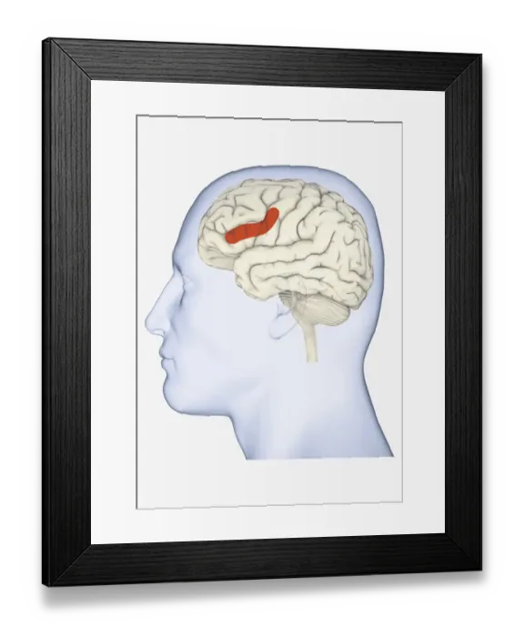 Framed Print : Digital illustration of head in profile showing area of mirror neuron in brain highlighted in orange