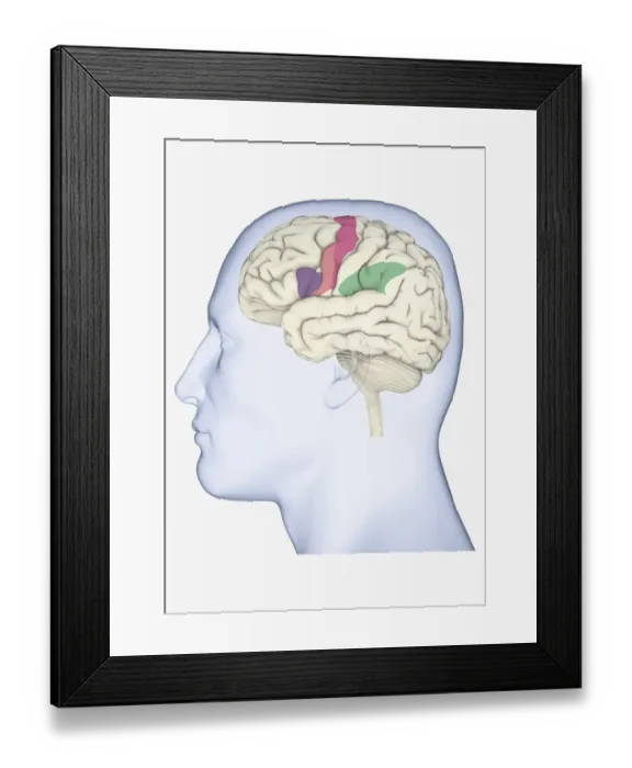 Framed Print : Digital illustration of head in profile showing mirror neurons in human brain highlighted in purple, pink and green Framed Print : Digital illustration of head in profile showing mirror neurons in human brain highlighted in purple, pink and green
