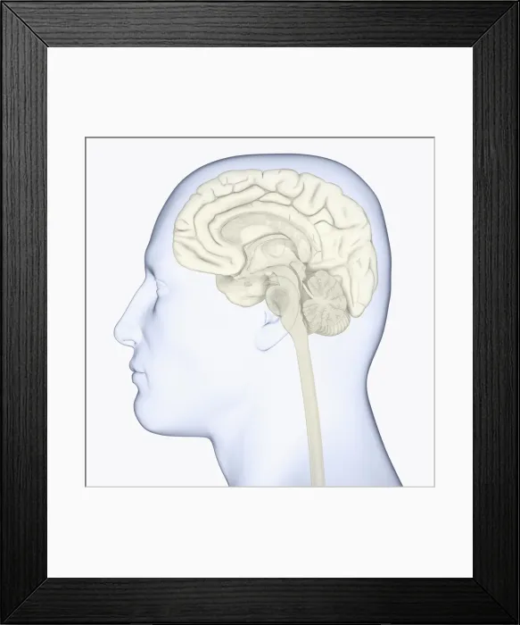 Framed Print : Digital illustration of head in profile showing brain Framed Print : Digital illustration of head in profile showing brain