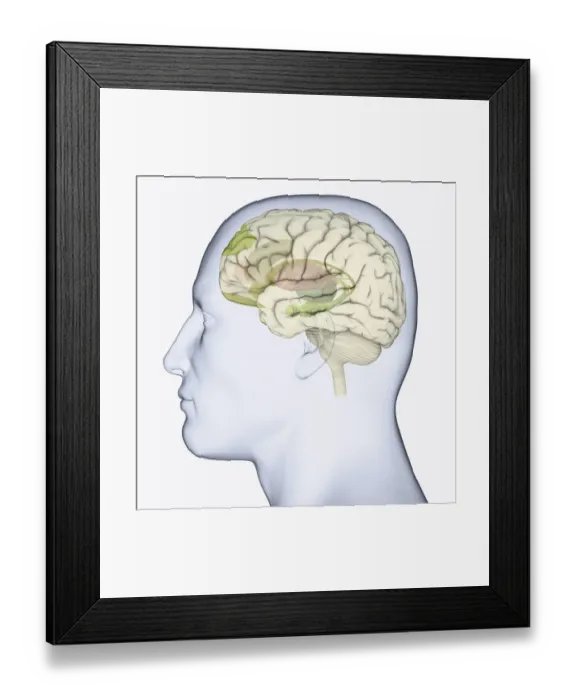 Framed Print : Digital illustration of head in profile showing areas of brain used for processing emotion