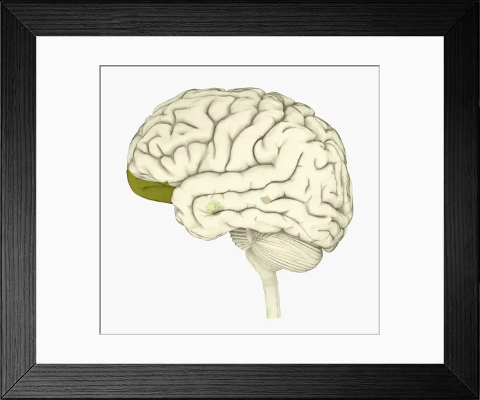 Framed Print : Digital illustration of human brain with orbitofrontal cortex and amygdala highlighted in green Framed Print : Digital illustration of human brain with orbitofrontal cortex and amygdala highlighted in green