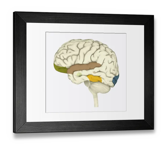 Framed Print : Digital illustration of areas of information highlighted in human brain Framed Print : Digital illustration of areas of information highlighted in human brain