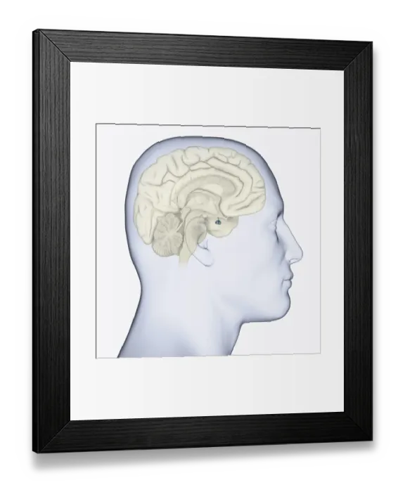 Framed Print : Digital illustration of head in profile showing pituitary gland in brain highlighted in blue Framed Print : Digital illustration of head in profile showing pituitary gland in brain highlighted in blue