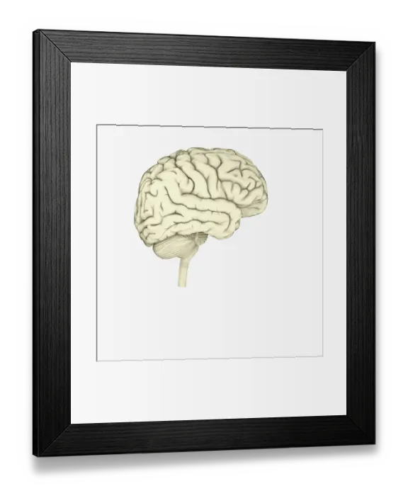 Framed Print : Digital illustration of human brain Framed Print : Digital illustration of human brain