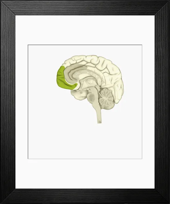 Framed Print : Digital illustration of anterior cingulate cortex (grey), and medial frontal cortex (green) in human brain