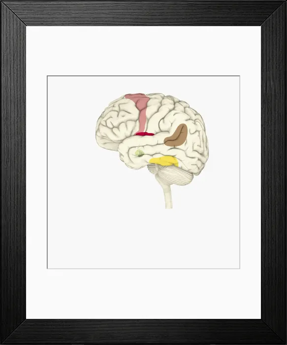 Framed Print : Digital illustration of emotional response areas in human brain