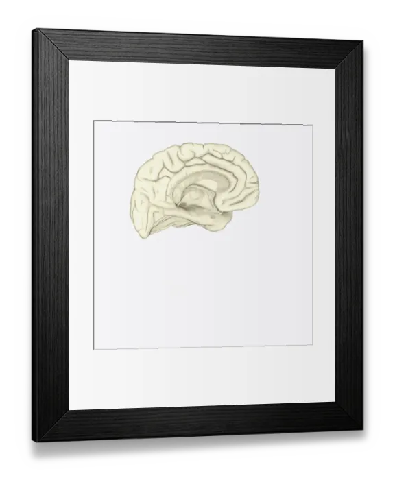 Framed Print : Digital cross section illustration of human brain