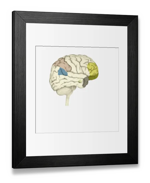 Framed Print : Digital illustration of parietal lobe (green), posterior superior temporal sulcas (blue), temperal pole (grey), dorsolateral prefrontal cortex, amygdala, and ventromedial prefrontal cortex (green) in human brain Framed Print : Digital illustration of parietal lobe (green), posterior superior temporal sulcas (blue), temperal pole (grey), dorsolateral prefrontal cortex, amygdala, and ventromedial prefrontal cortex (green) in human brain