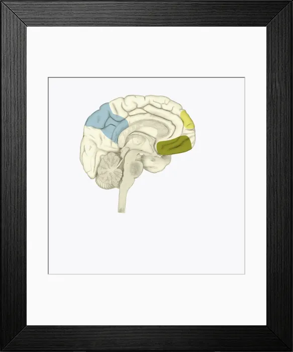 Framed Print : Digital illustration of posterior cingulate cortex (blue), medial frontal gyrus (yellow), and orbitofrontal prefrontal cortex (green) in human brain Framed Print : Digital illustration of posterior cingulate cortex (blue), medial frontal gyrus (yellow), and orbitofrontal prefrontal cortex (green) in human brain