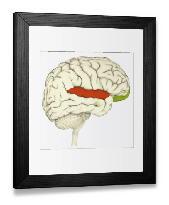 Framed Print : Digital illustration of superior temporal sulcas (red), orbitofrontal cortex and amygdala (green), in human brain Framed Print : Digital illustration of superior temporal sulcas (red), orbitofrontal cortex and amygdala (green), in human brain
