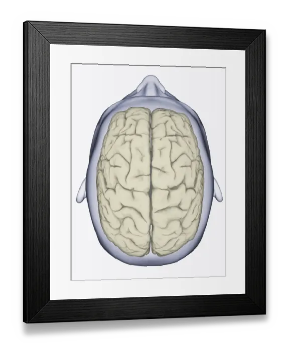 Framed Print : Digital illustration of head showing left and right areas of brain seen from above Framed Print : Digital illustration of head showing left and right areas of brain seen from above