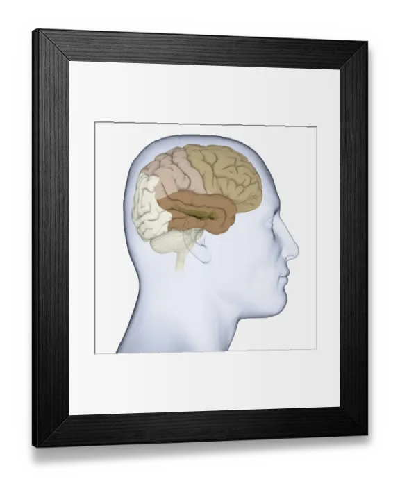 Framed Print : Digital illustration of head in profile showing frontal, parietal and temporal lobes, and hippocampus (green) in brain Framed Print : Digital illustration of head in profile showing frontal, parietal and temporal lobes, and hippocampus (green) in brain