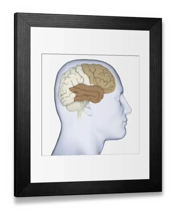 Framed Print : Digital illustration of head in profile showing frontal lobe and temporal lobe in brain Framed Print : Digital illustration of head in profile showing frontal lobe and temporal lobe in brain