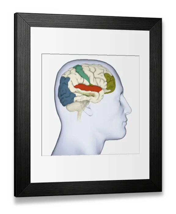 Framed Print : Digital illustration of head in profile showing visual cortex (blue), motor cortex (pink), auditory cortex (orange), frontal area and amygdala (green) brain Framed Print : Digital illustration of head in profile showing visual cortex (blue), motor cortex (pink), auditory cortex (orange), frontal area and amygdala (green) brain