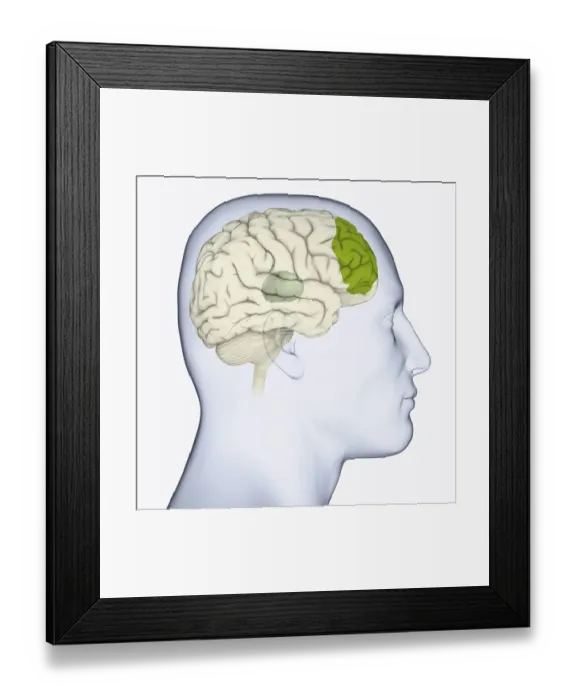 Framed Print : Digital illustration of head in profile showing thalamus (grey), and frontal lobe (green) in brain Framed Print : Digital illustration of head in profile showing thalamus (grey), and frontal lobe (green) in brain
