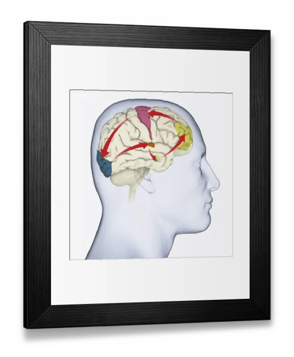 Framed Print : Digital illustration of head in profile showing motor cortex (pink), frontal area and amygdala (green), auditory cortex (orange), and visual cortex in brain Framed Print : Digital illustration of head in profile showing motor cortex (pink), frontal area and amygdala (green), auditory cortex (orange), and visual cortex in brain