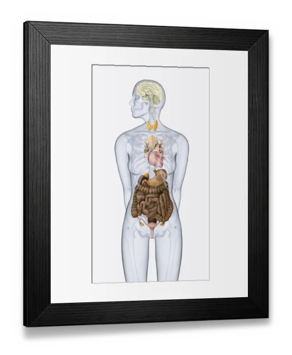 Framed Print : Digital illustration of human neuroendocrine system in female body Framed Print : Digital illustration of human neuroendocrine system in female body