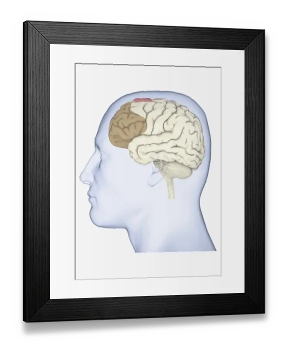 Framed Print : Digital illustration of human head in profile showing brain with frontal cortex highlighted in brown and supplementary motor area in pink Framed Print : Digital illustration of human head in profile showing brain with frontal cortex highlighted in brown and supplementary motor area in pink
