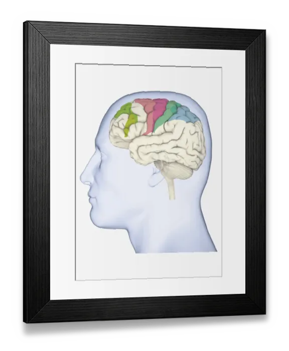 Framed Print : Digital illustration of head in profile showing brain with areas of movement highlighted in green, pink, blue and green