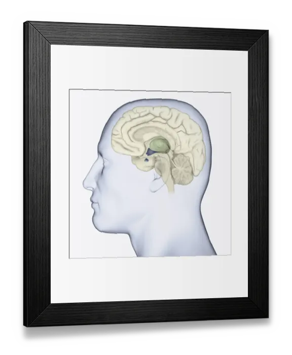 Framed Print : Digital illustration of head in profile showing brain highlighting thalamus in green and hypothalamus and pituitary gland in blue Framed Print : Digital illustration of head in profile showing brain highlighting thalamus in green and hypothalamus and pituitary gland in blue